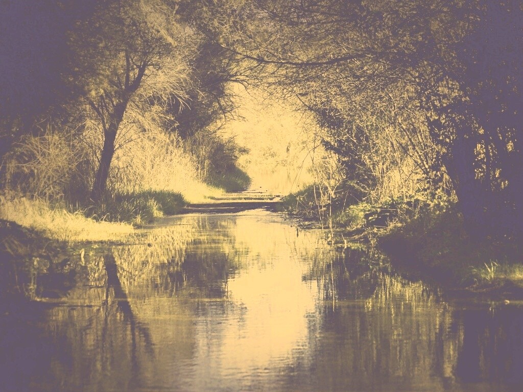 Лесная заросшая река обои