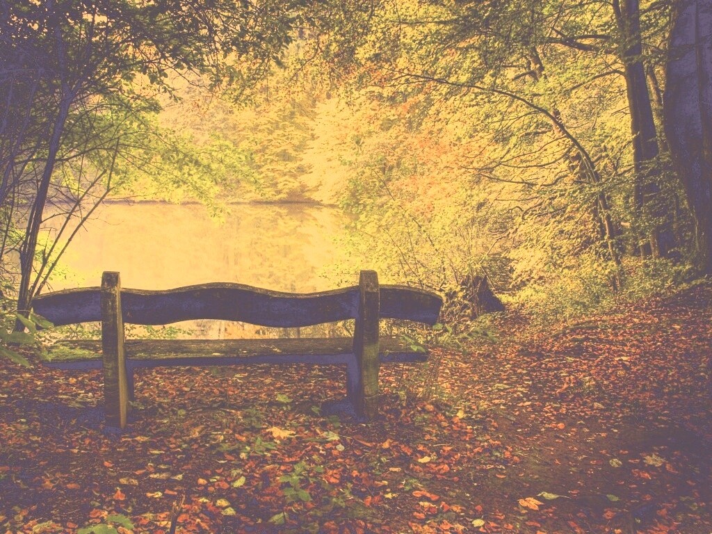 Скамейка в лесу обои