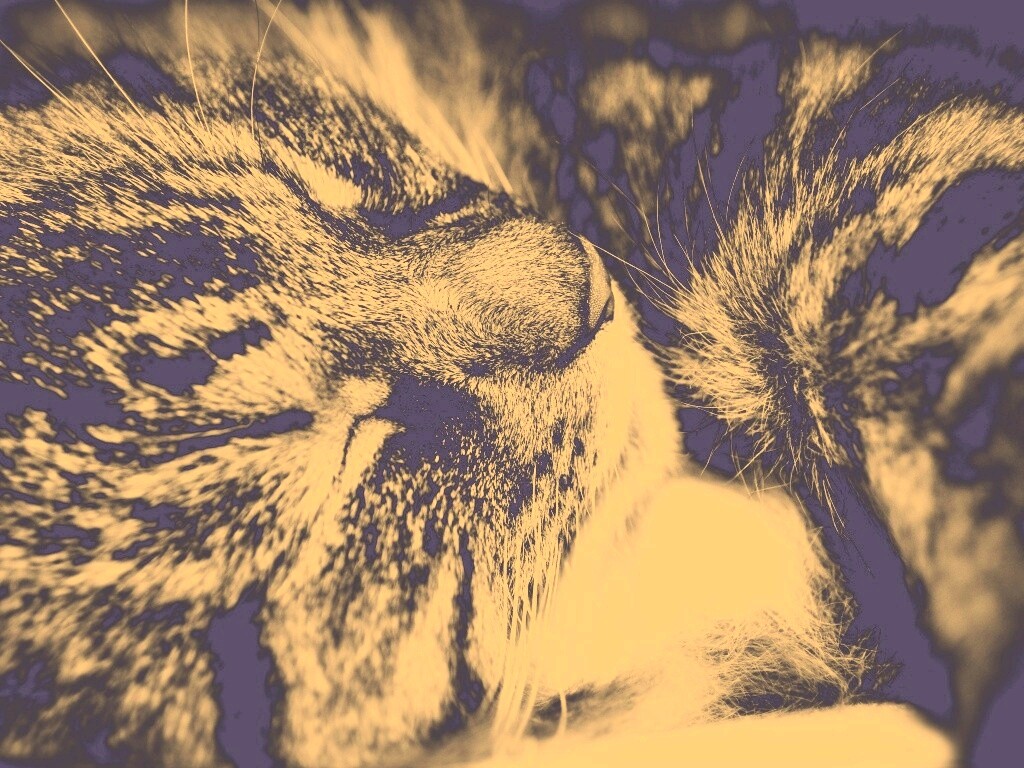 Пушистый кошара обои