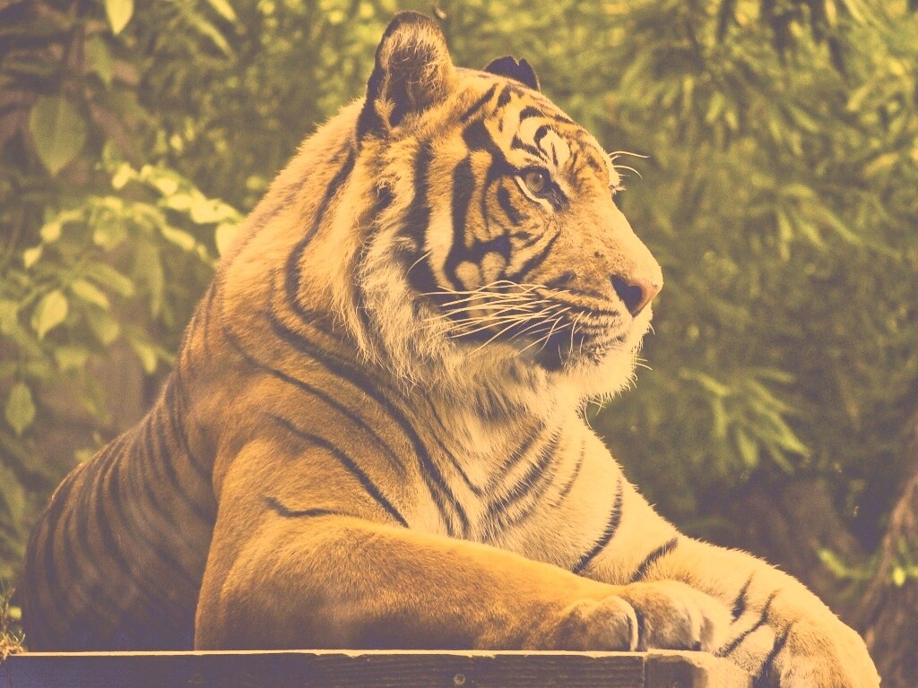 Тигр обои
