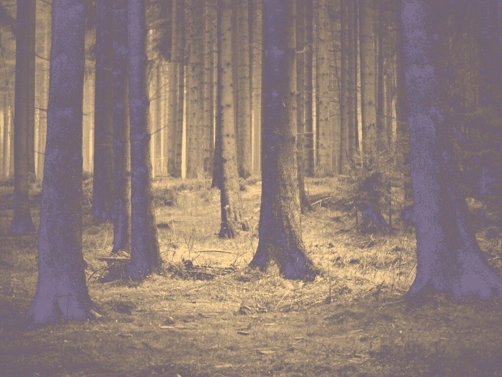 Темный лес обои
