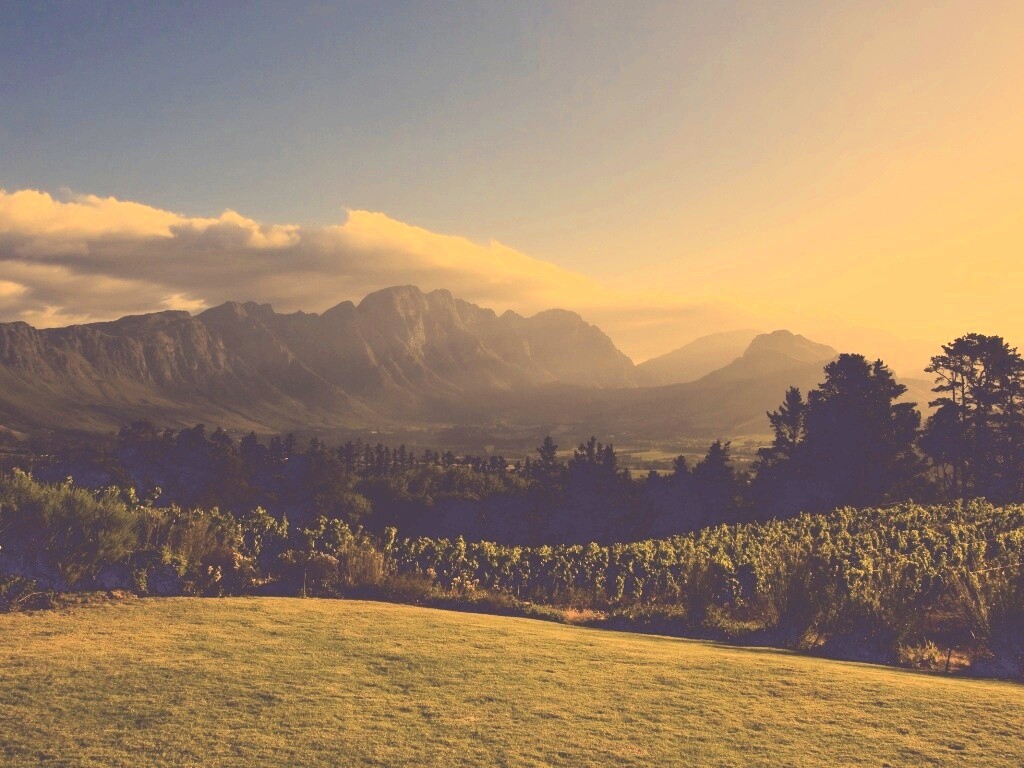 Виноградники в Африке обои