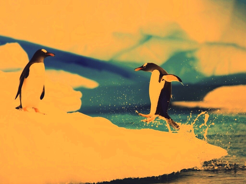 Пигвин запрыгивает на льдину обои