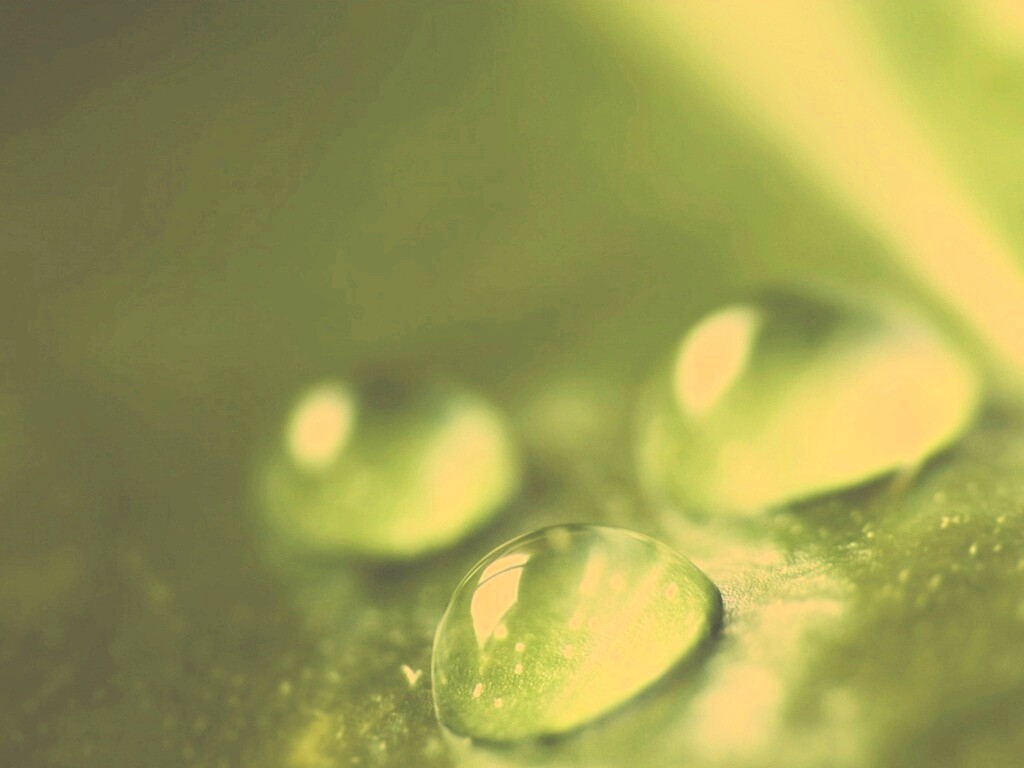 Зеленые капли росы обои