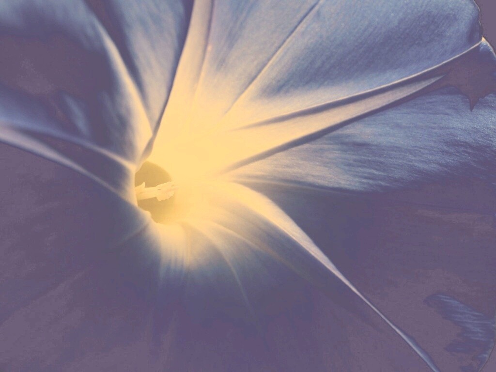 Нежный голубой цветок обои