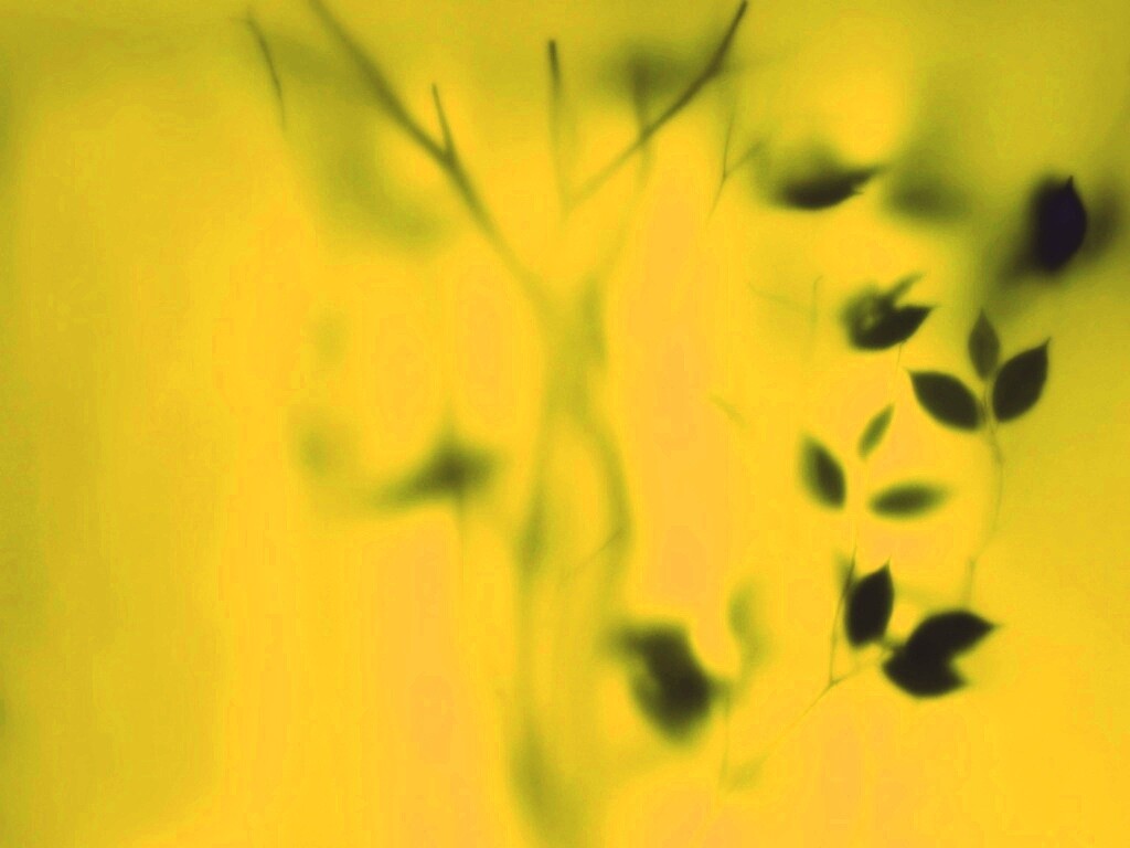 Зелень за стеклом обои