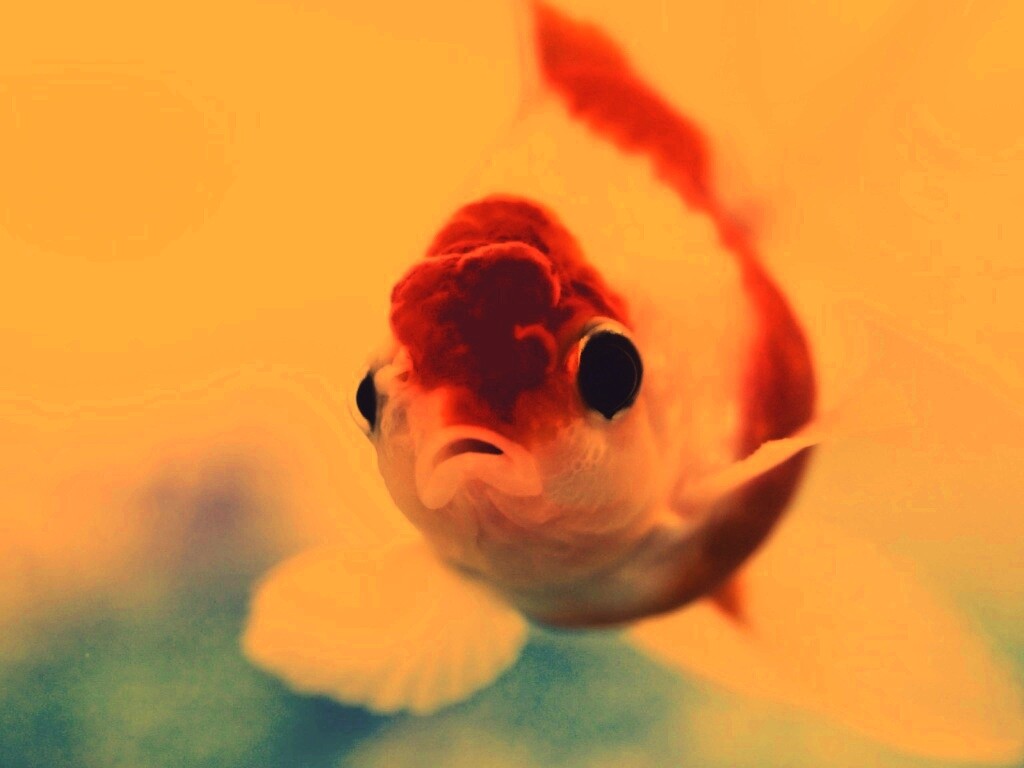 Аквариумная золотая рыбка обои