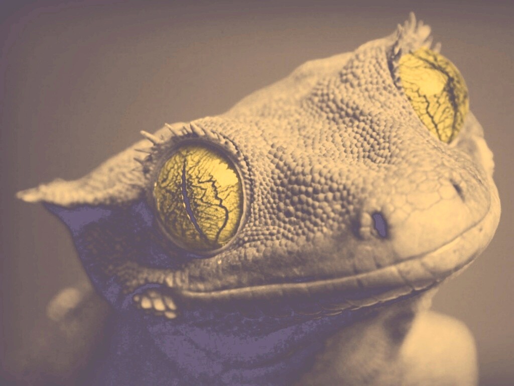 Ящерка обои