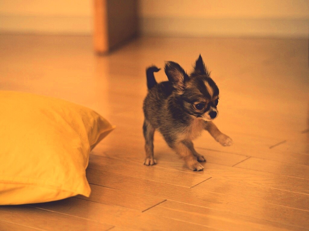 Щёнок той терьера обои