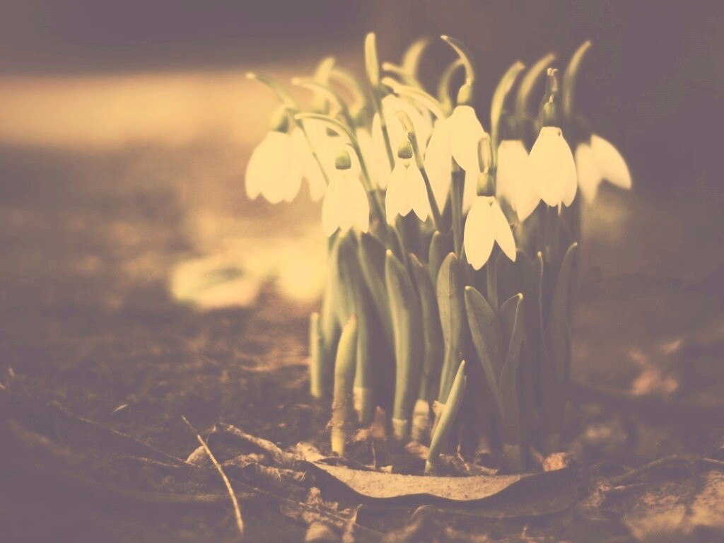 Подснежники - весенние цветы обои