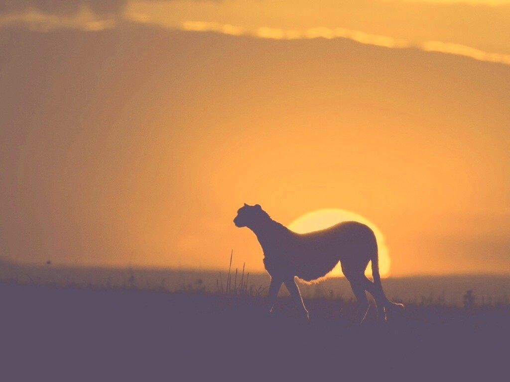 Гепард на закате обои