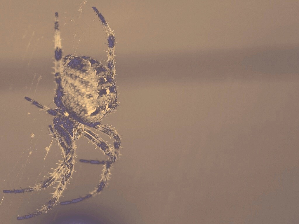 Паук обои