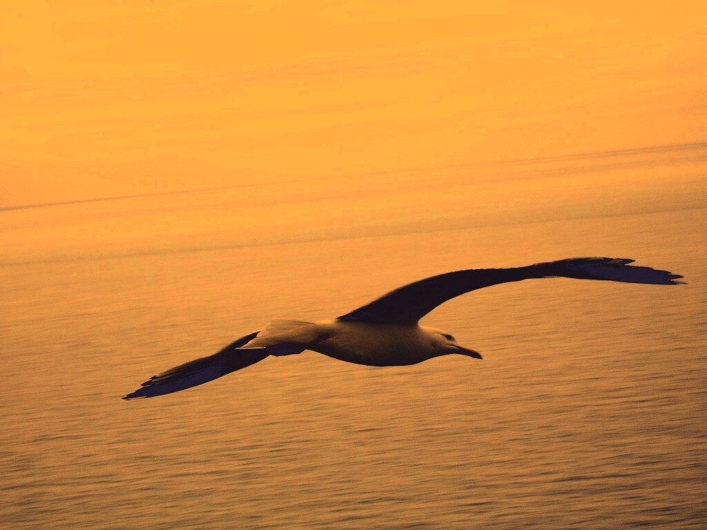 Чайка в полете обои