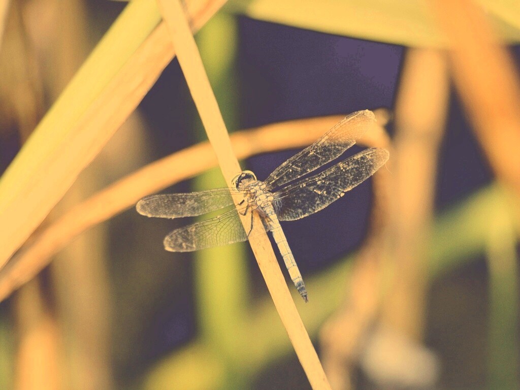 Стрекоза на тарвинке обои