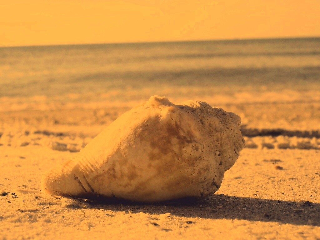 Морская раковина на пляже обои