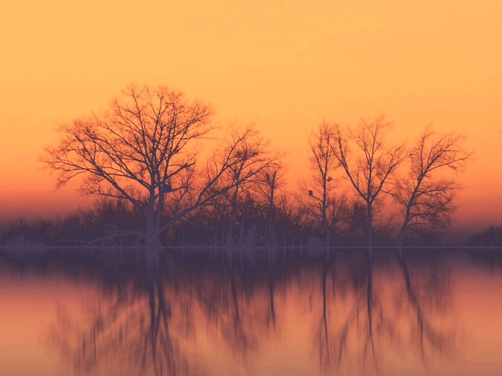 Деревья при закате обои