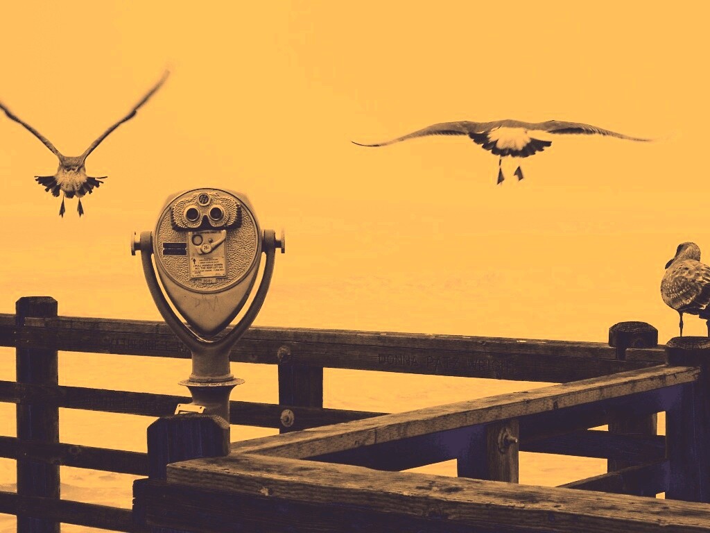 Чайки на перилах пирса обои