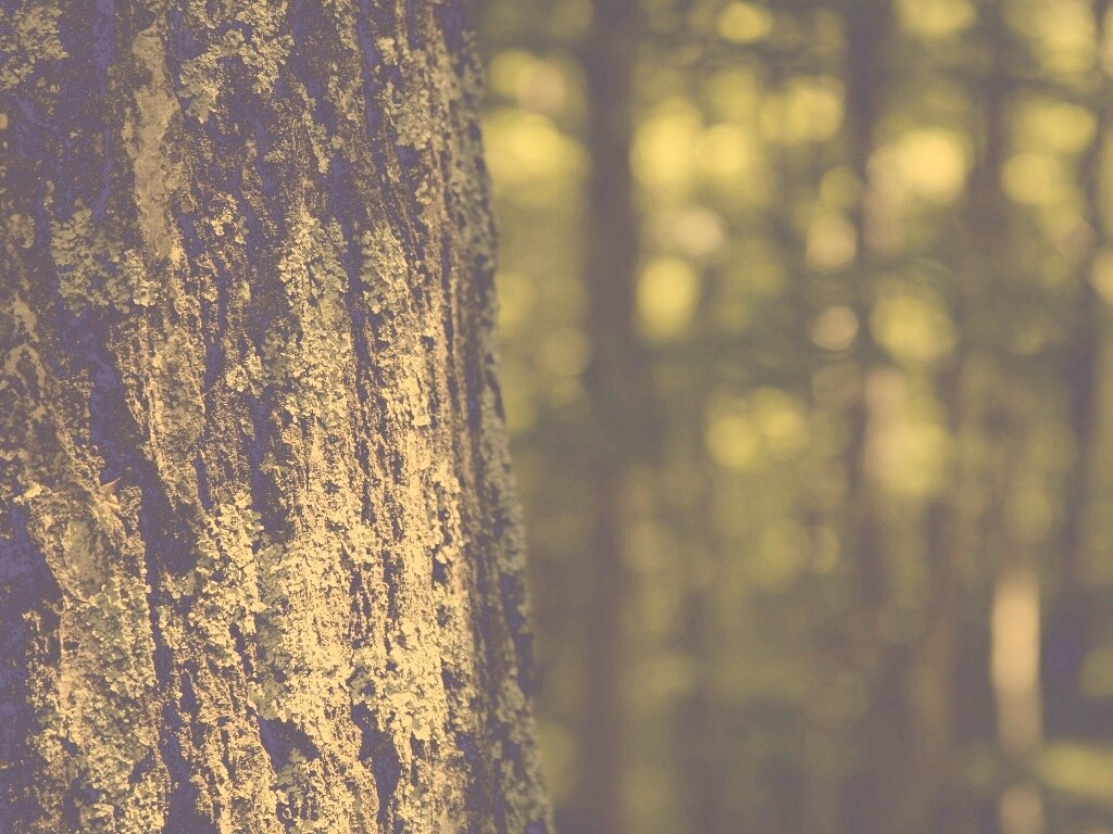 Ствол дерева обои