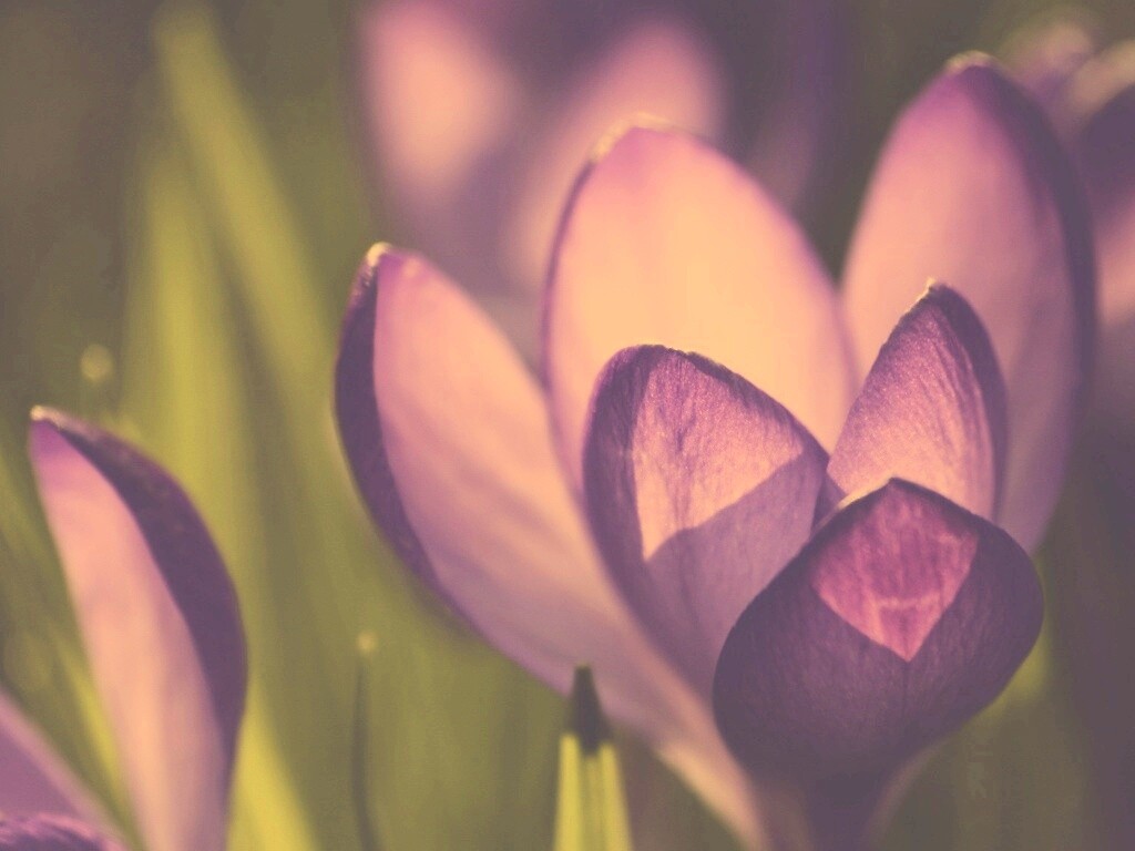 Фиолетовый крокус обои