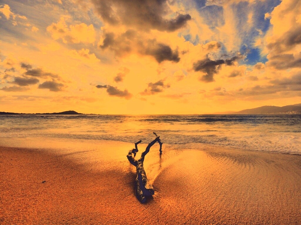 Коряга на пляже обои