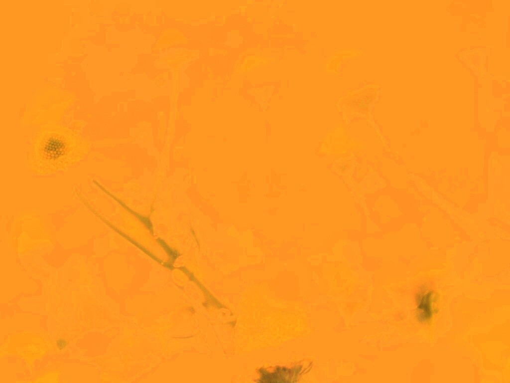 Летние цветы в лучах света обои