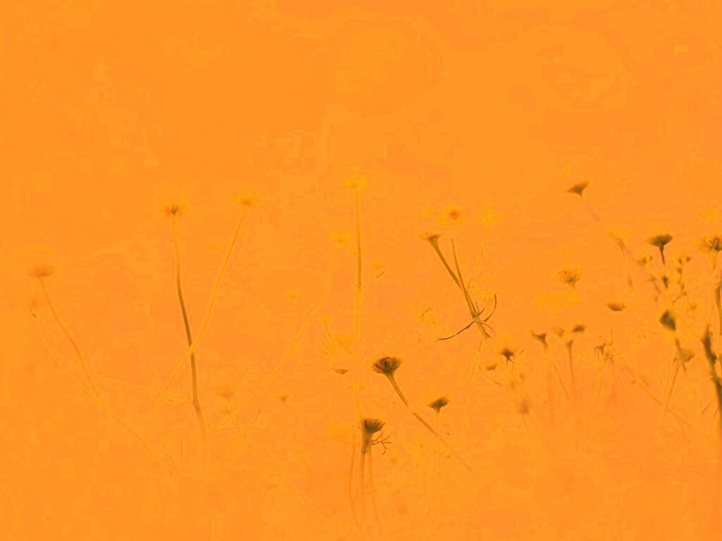 Цветочное лето обои