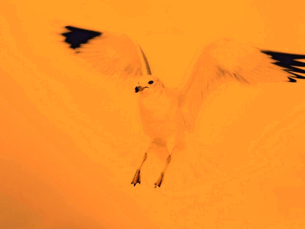 Гордая белая птица обои