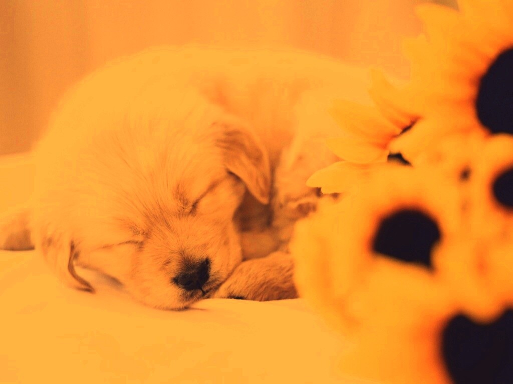 Спящий щенок обои