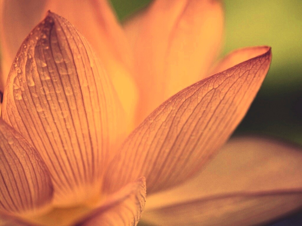 Лепестки цветов обои