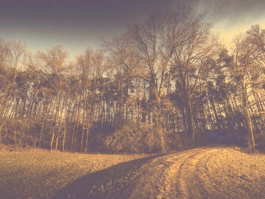 Дорога в лес обои