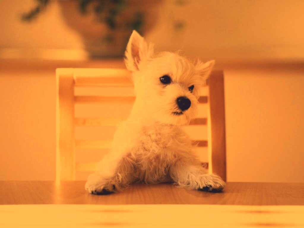 Щенок на стуле обои
