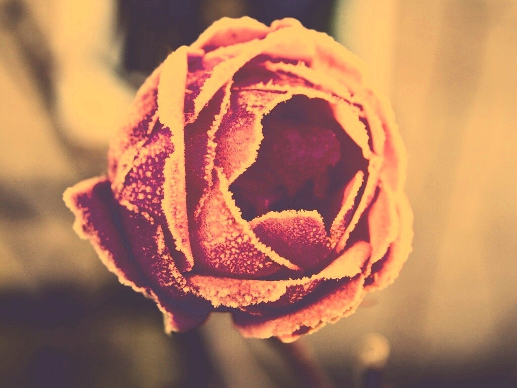 Роза в иние обои