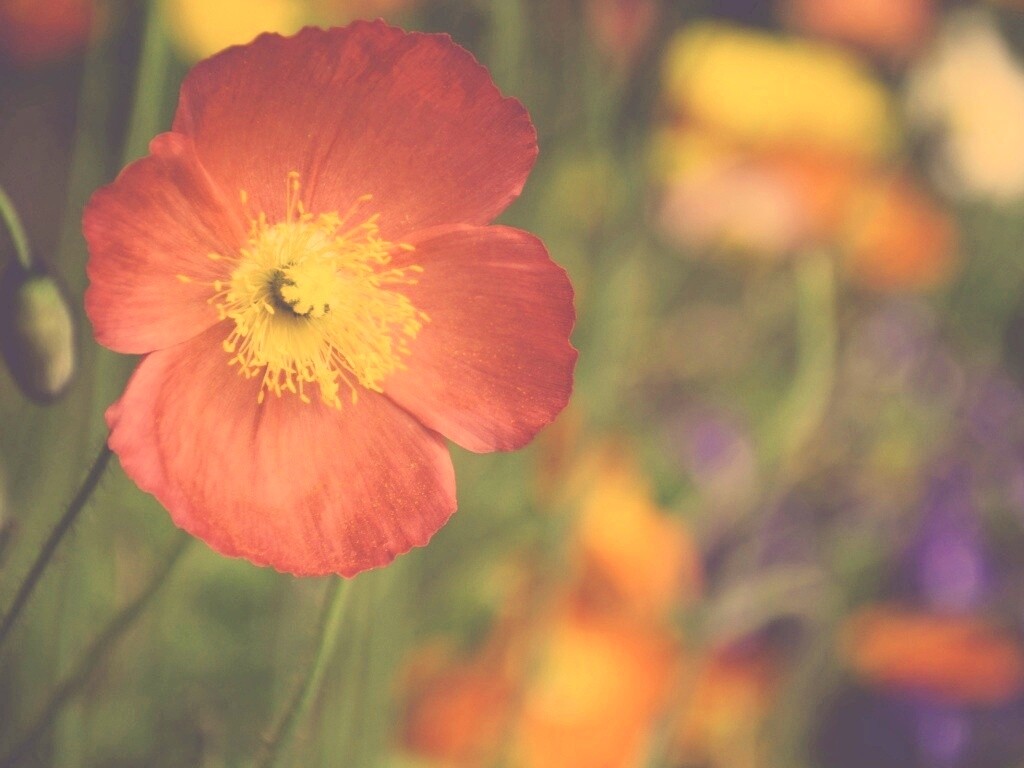 Красивый красный цветок обои