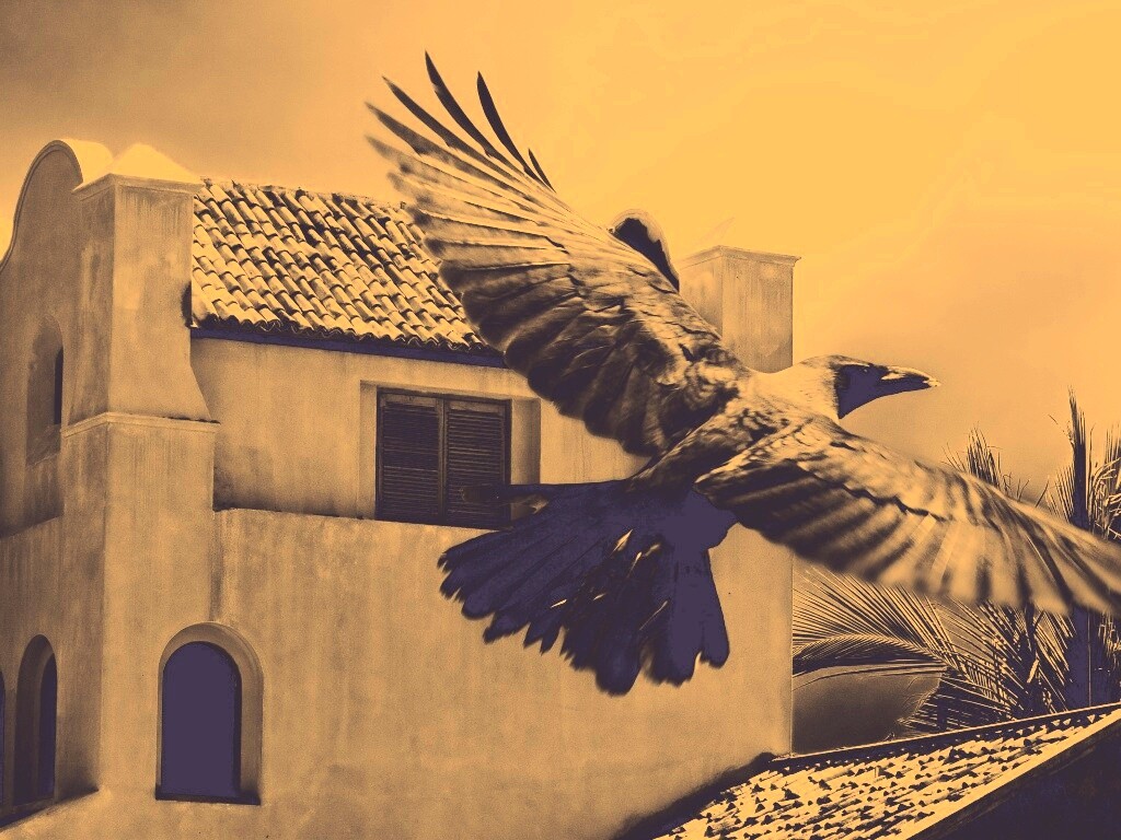 Полёт ворона обои