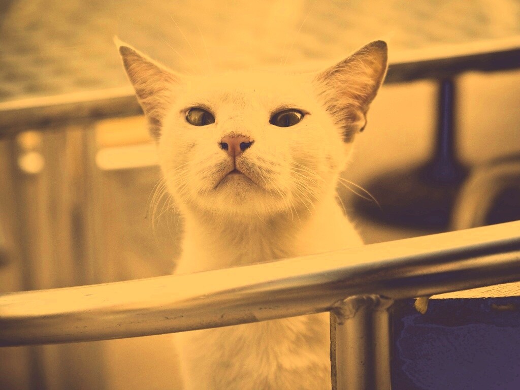 Настороженно принюхивающийся кот обои