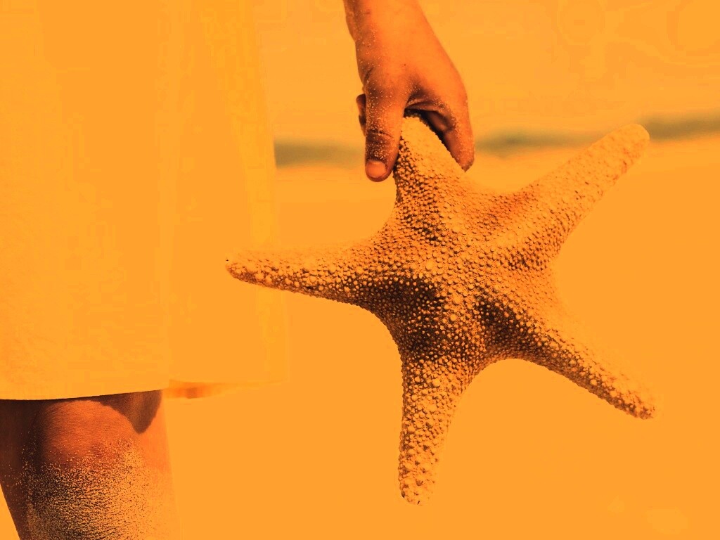 Морская звезда в руке обои