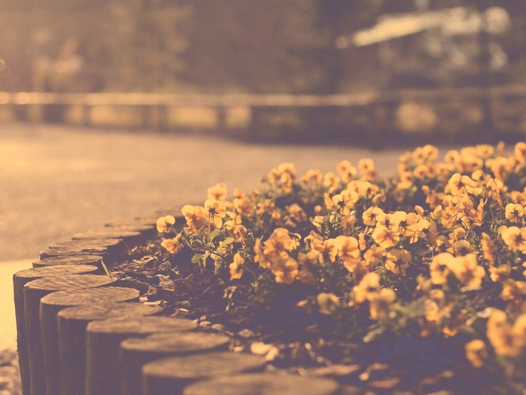 Красивая цветочная клумба обои