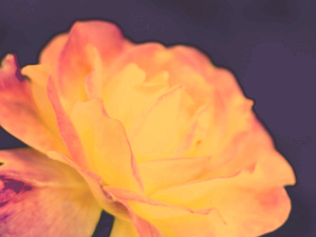 Картинка с нежным розовым цветком обои