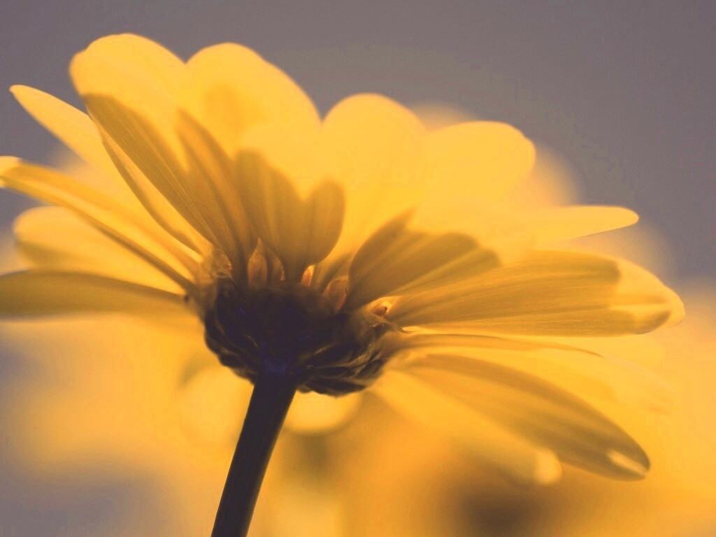 Макро-фото желтого цветка обои