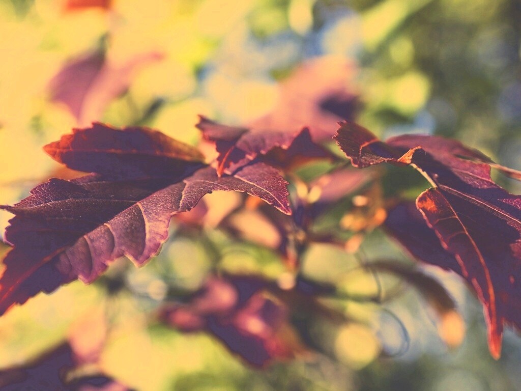 Красивые осенние листья в баговых цветах обои