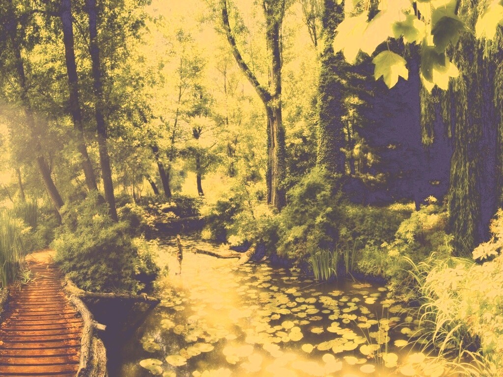 Пруд в лесу обои