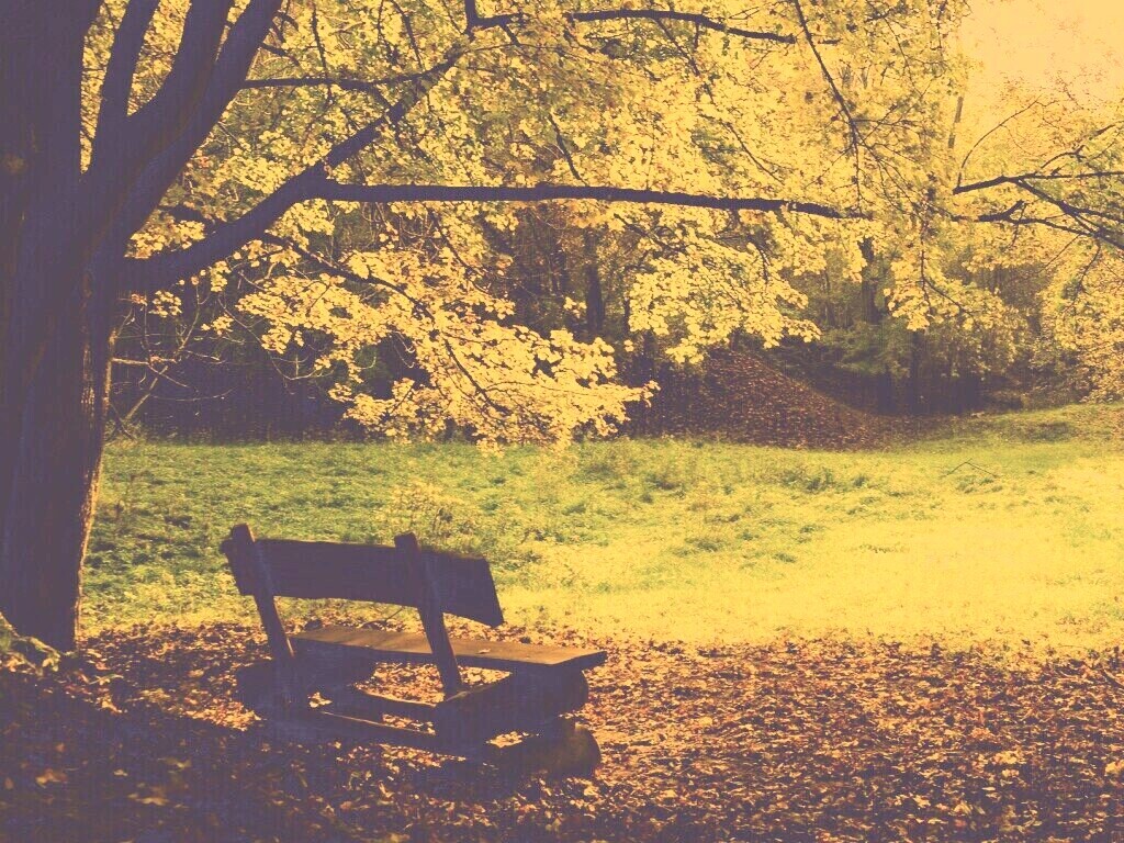 Скамейка под деревом обои