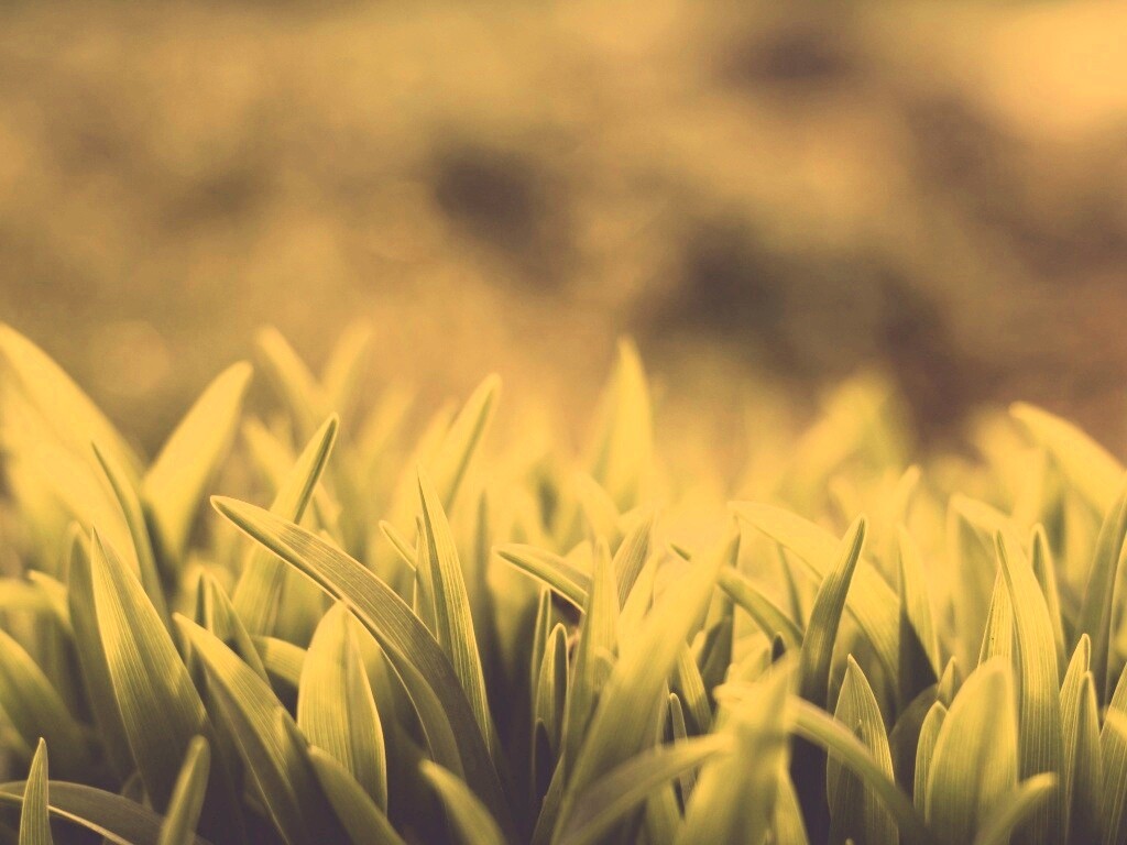 Сочная нежная трава обои