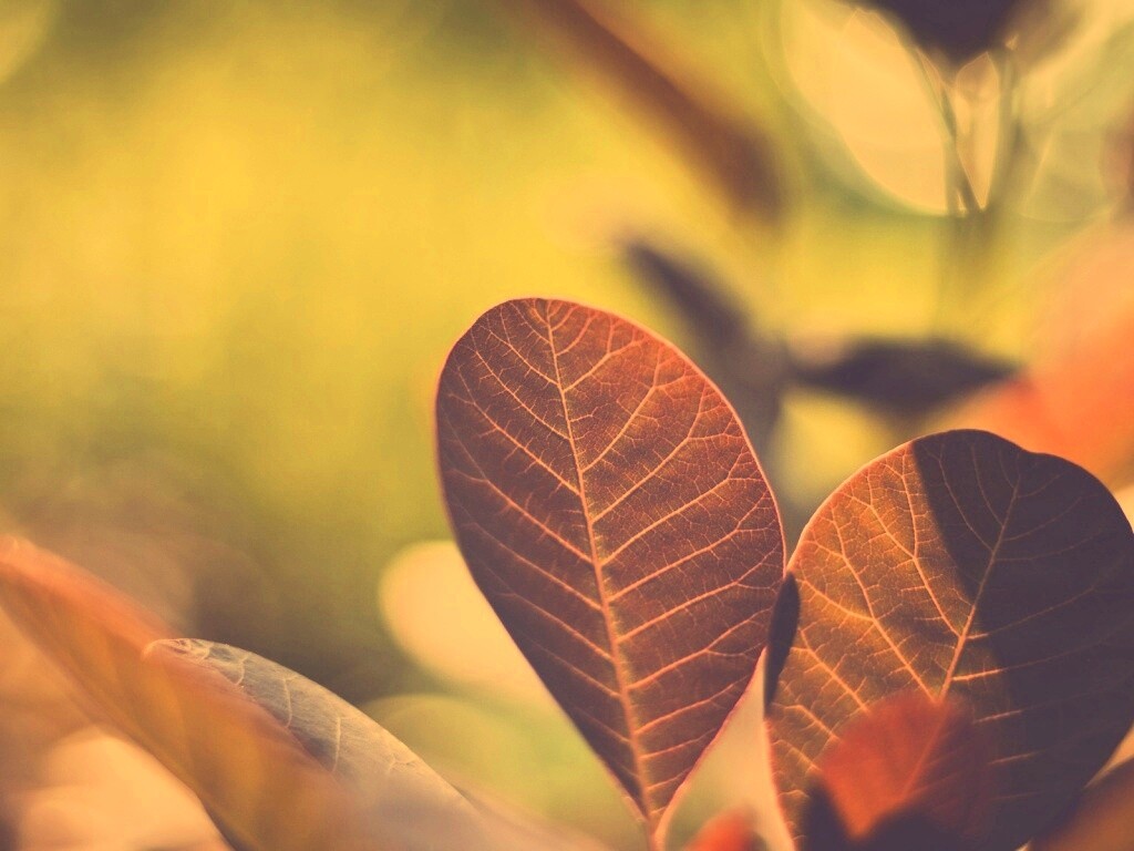 Красные листья обои