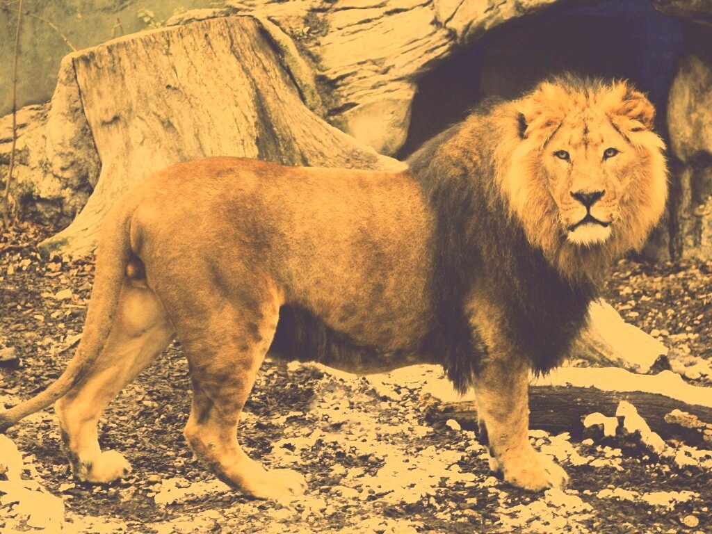 Красивый лев в лесу обои