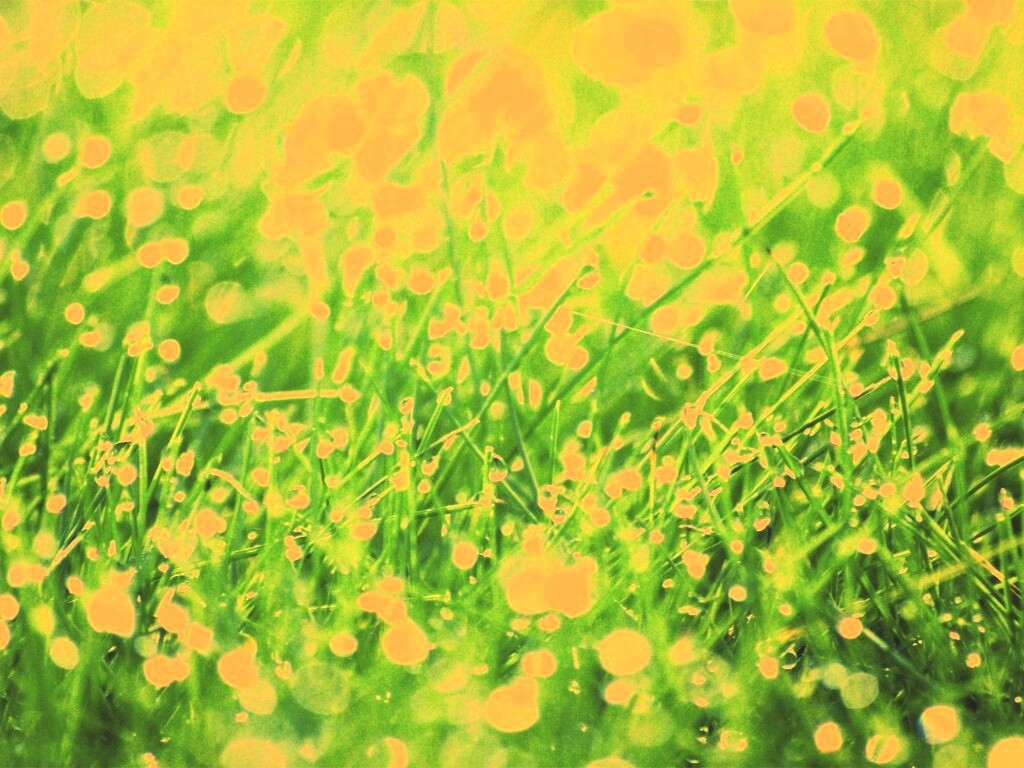 Трава в росе обои