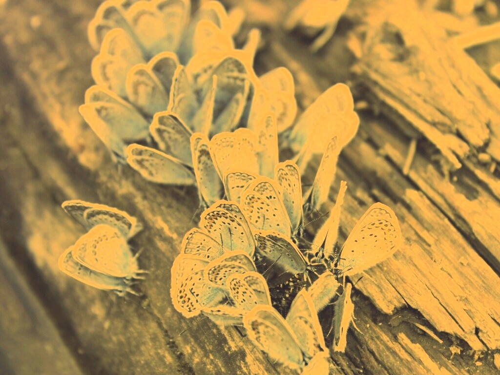 Голубые бабочки обои