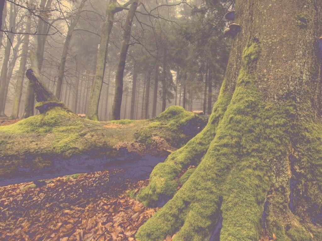 Дерево, поросшее мхом обои