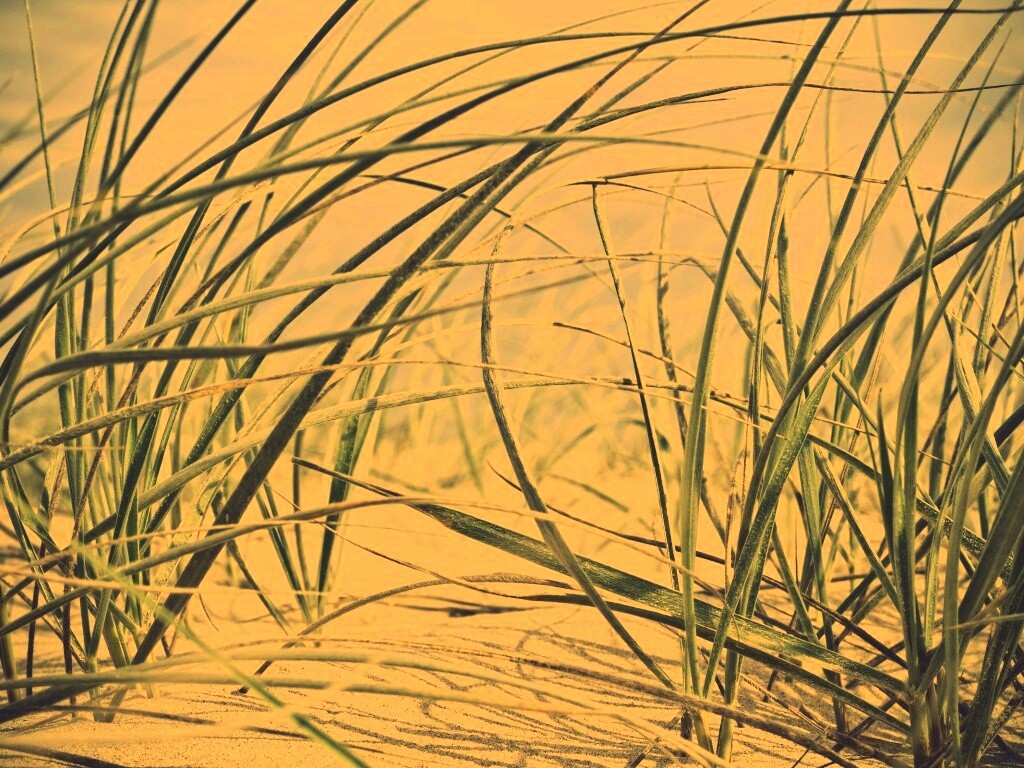 Трава на песке обои