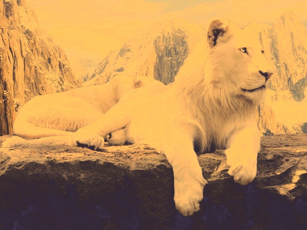 Белый лев обои